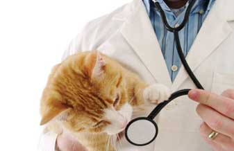 Clínica Veterinária Vida de Cão - Foto 1