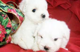 Pet Shop Podium Dog Center - Foto 1