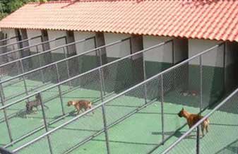 Hospedagem Canina Casa do Mascote - Foto 1