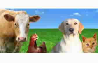 Agropet - Foto 1