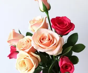 Campanha Outubro das Rosas