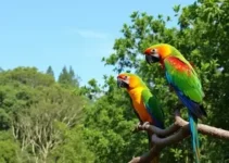 Parque Naturalizado